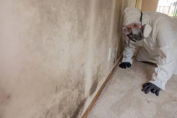 Best Commercial Mold Inspection  in USA